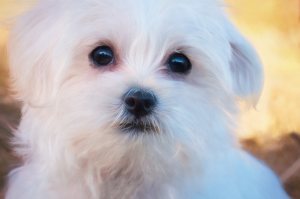 A Healing Story For Abandoned Shelter Animals A Healing Story For Abandoned Shelter Animals
